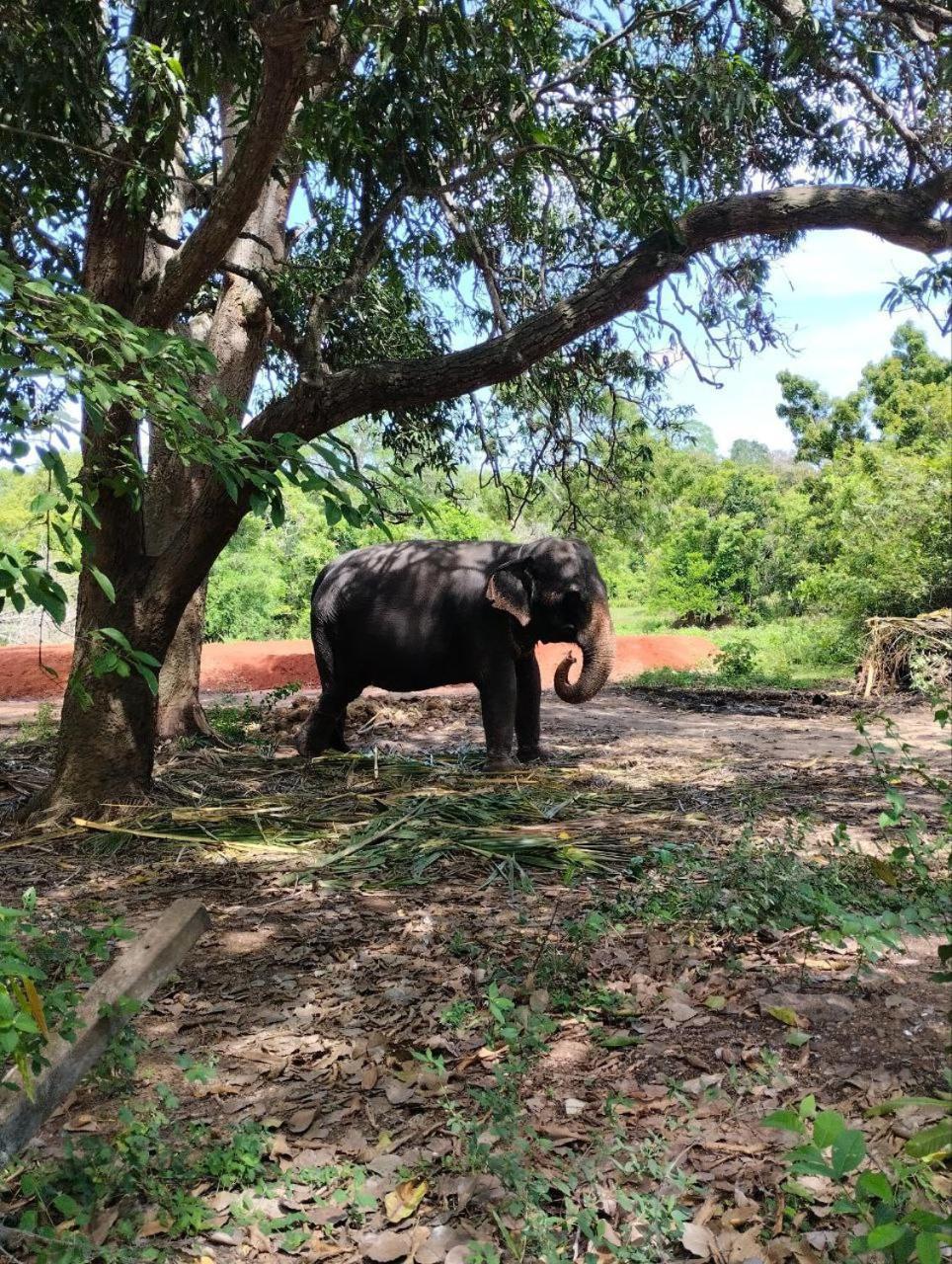 Sigiri Thilanka Rest Sigiriya Hotel Екстериор снимка